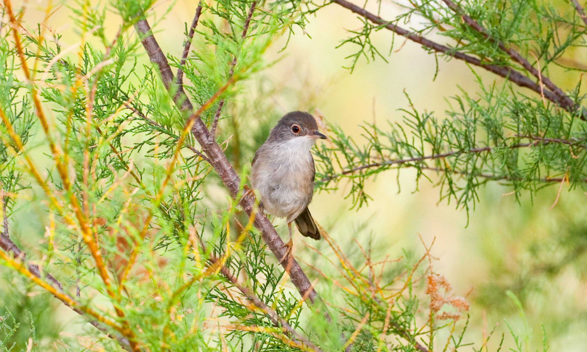 Jesús Quintano Sánchez